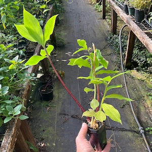 Insulin Plant, Costa igneous, Chamaecostus cuspidatus, 1 Live plant 2.5” pot. Free shipping on orders 35 dollars or more!