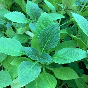 1 plant, Chinese Potato, Potato Mint, Plectranthus rotundifolius, 1 live plant 2.5” pot, Free shipping on orders 35 dollars or more!