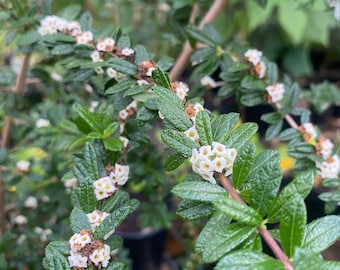 Pineapple Verbena, Bahama Berry, Moujean Tea, Nashia inaguesis, 1 live plant 2.5” pot, Free shipping!