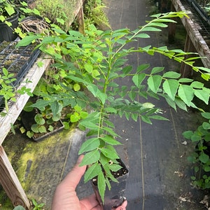 Curry Leaf, Murraya koenigii, 1 Live plant 2.5” pot. Free shipping on orders 35 dollars or more!