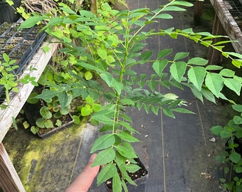 Curry Leaf, Murraya koenigii, 1 Live plant 2.5” pot. Free shipping on orders 35 dollars or more!