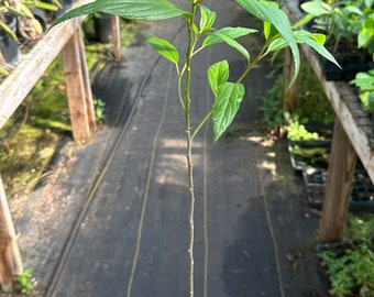 Elite Suhosine Mulberry, Water Hemp, Debregeasia edulis, 1 Live plant 2.5” pot. Free shipping on orders 35 dollars or more!