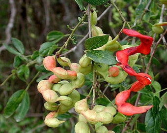 Manila Tamarind, Guamauchil, (Pithecellobium dulce, 1 live plant 2.5” pot, Free shipping!