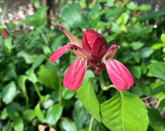 Shrimp Plant, Justicia brandegeana, 1 Live plant 2.5” pot. Free shipping!