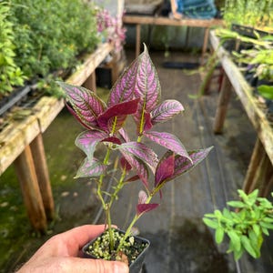 May include: A potted plant with vibrant purple and green leaves. The plant is held in a small black square pot. The leaves have a striking pattern of purple veins against a green background. The plant is in a greenhouse setting.