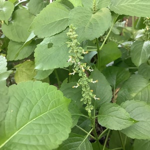 Tree Basil, Clove Basil, African Basil, Ocimum gratissimmum, 1 Live plant 2.5” pot. Free shipping on orders 35 dollars or more!