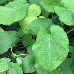 Rootbeer Plant, Hoya Santa, Yerba Santa, Piper auritum, 1 Live plant 2.5” pot. Free shipping on 35 dollars or more!
