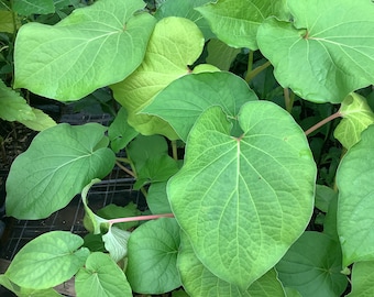 Rootbeer Plant, Hoya Santa, Yerba Santa, Piper auritum, 1 Live plant 2.5” pot. Free shipping on 35 dollars or more!