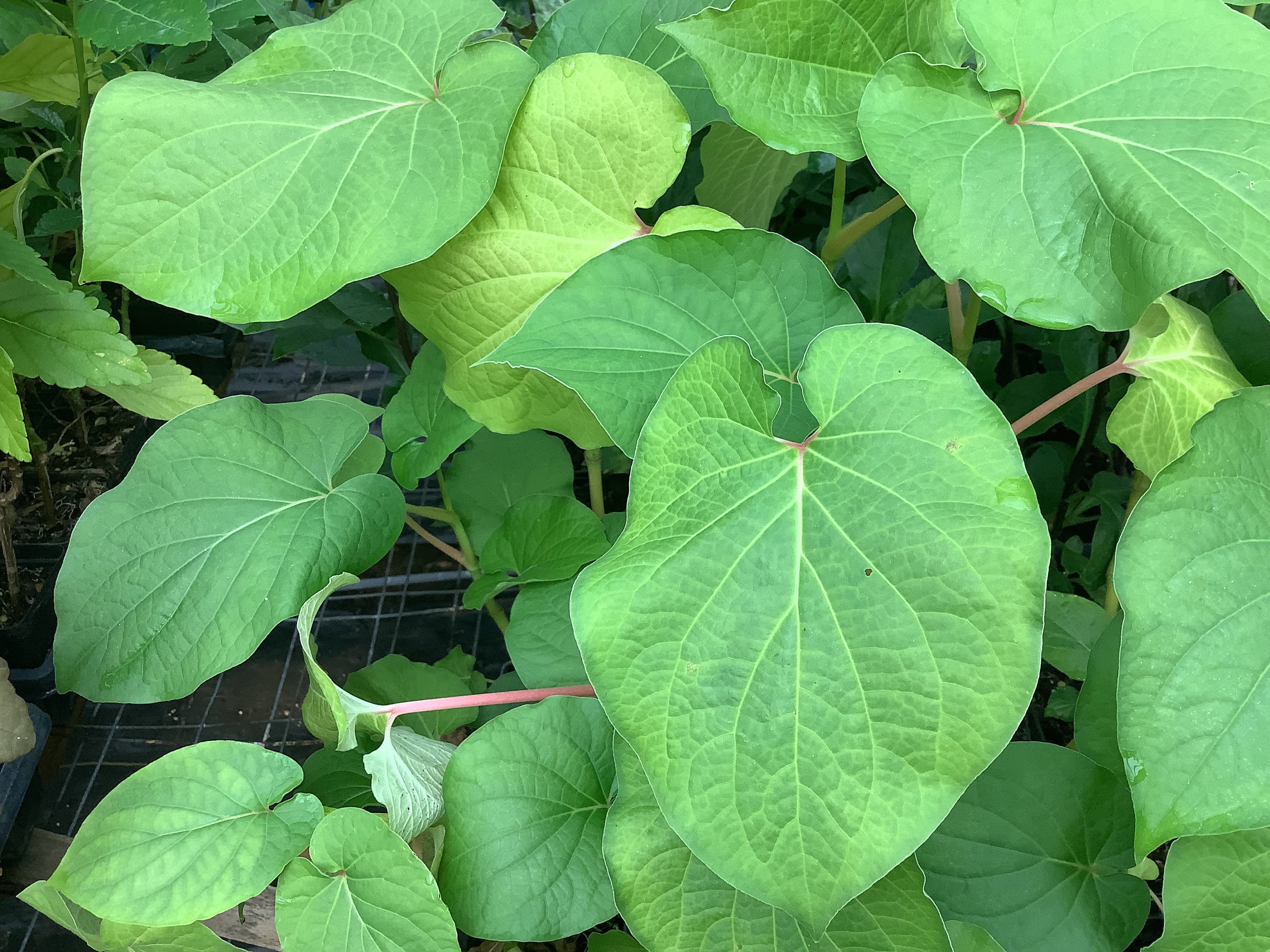 Rootbeer Plant, Hoya Santa, Yerba Santa, Piper Auritum, 1 Live Plant 2.5  Pot. Free Shipping on 35 Dollars or More! - Etsy
