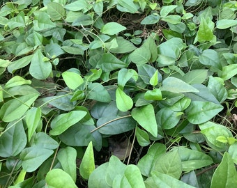 Suong Sam, Grass Jelly Vine, Tiliacora triandra, 1 Live plant 2.5” pot. Free shipping on orders 35 dollars or more!