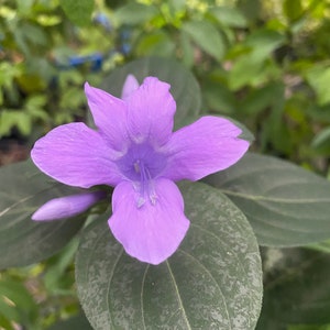 1 live plant, Philippine Violet, Barleria cristata, 1 Live plant 2.5” pot. Free shipping on orders 35 dollars or more!