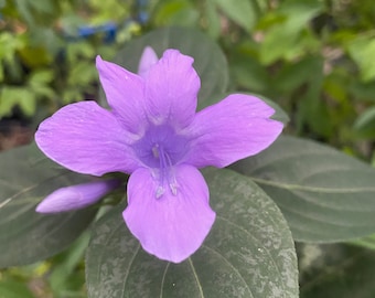 1 live plant, Philippine Violet, Barleria cristata, 1 Live plant 2.5” pot. Free shipping!