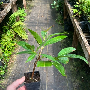 May include: A small potted plant with green leaves and a brown stem. The plant is held in a black square pot. The background shows a greenhouse setting with other plants and wooden shelves.