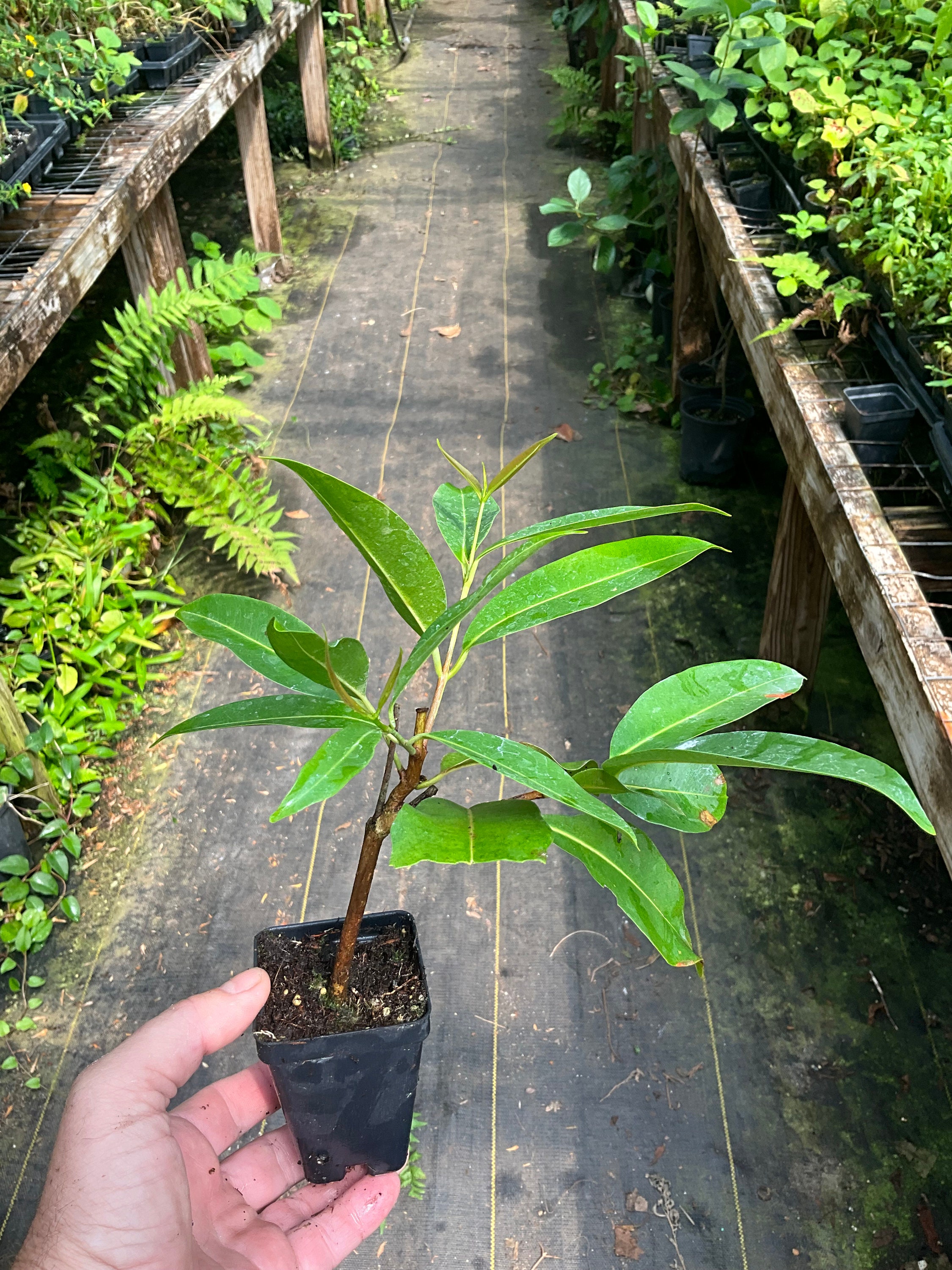 Jamun, Java plum, Syzygium cumini, 1 live plant 2.5” pot, Free shipping on orders 35 dollars or more!