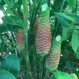 Pincone Ginger, Shampoo Ginger, Awapuhi, Zingiber zerumbet,  5 Freshly dug rhizomes, Free shipping on orders 35 dollars or more!
