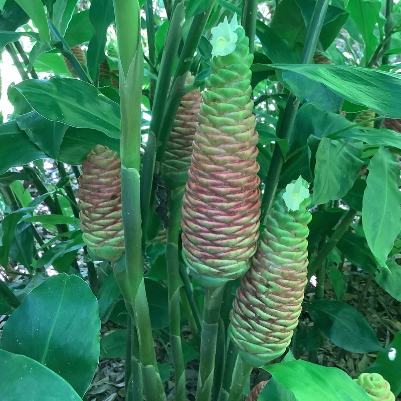 Shampoo Ginger Plant - Etsy