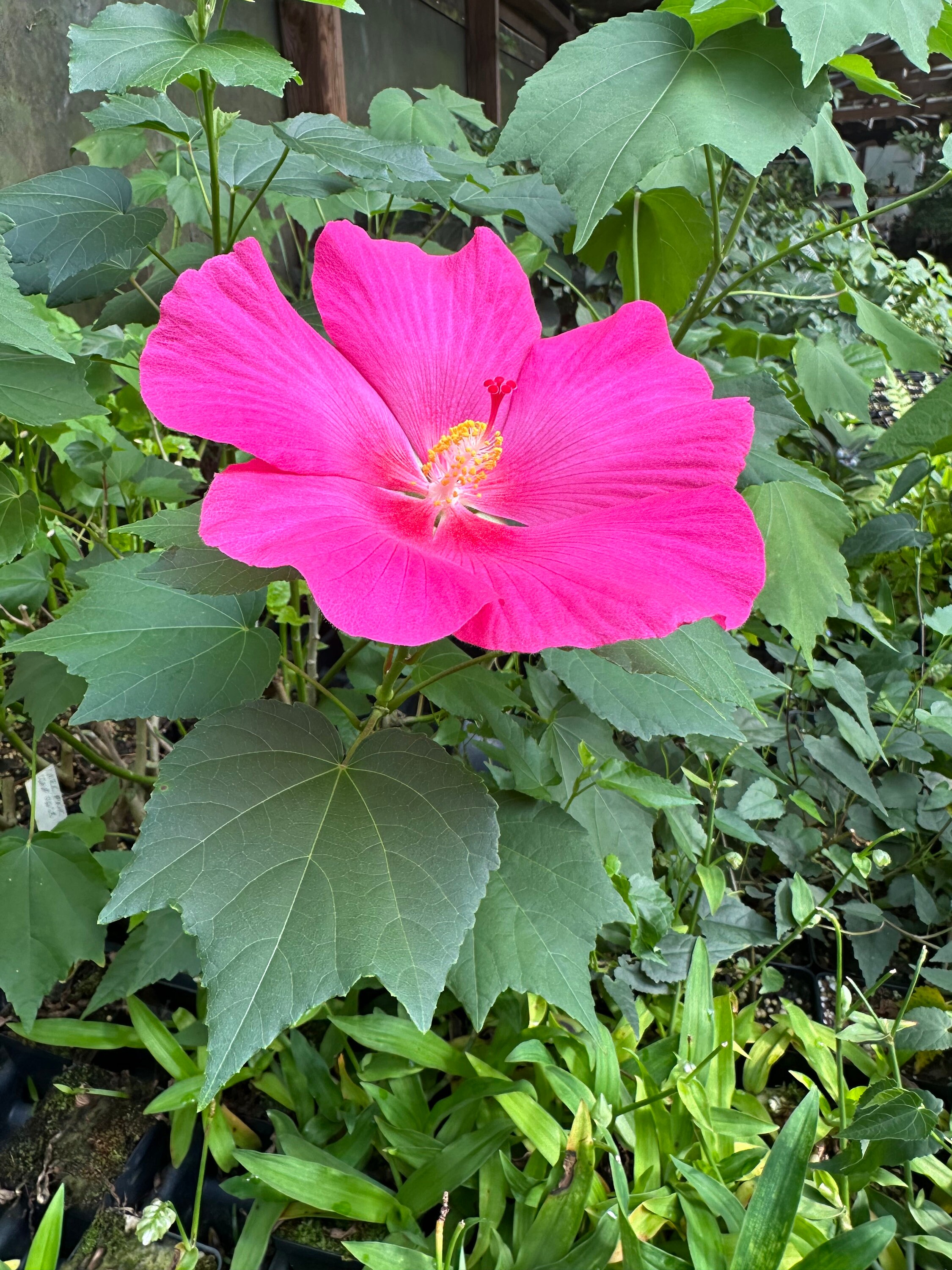 Terri's Pink Wood Rose, Hibiscus Paramutabilis 'rubra', 1 Live