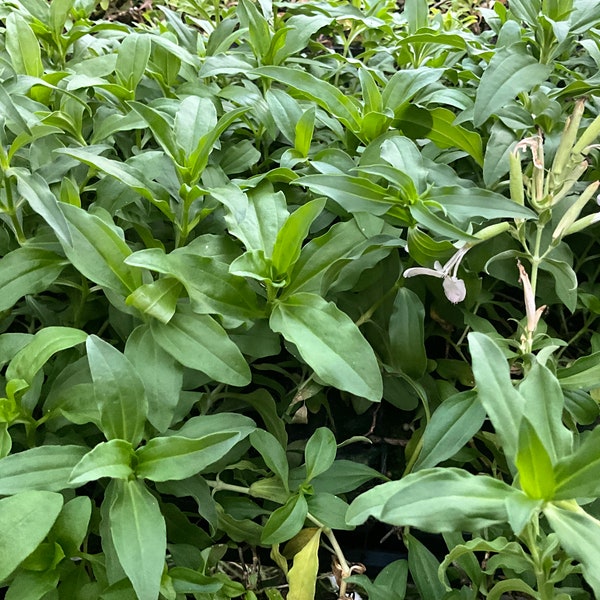 Soapwort, soap weed, Saponaria officinalis, Live plant 2.5” pot. Free shipping!