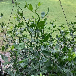 Flying Dragon Trifolate Orange, Bitter Orange, Poncirus trifoliata, 1 Live plant 2.5” pot. Free shipping on orders 35 dollars or more!