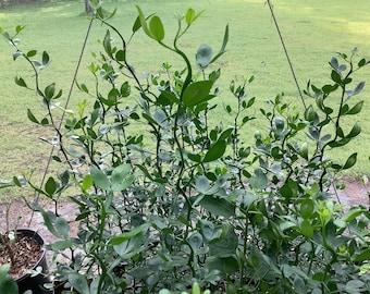 Flying Dragon Trifolate Orange, Bitter Orange, Poncirus trifoliata, 1 Live plant 2.5” pot. Free shipping on orders 35 dollars or more!