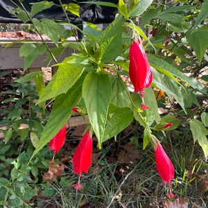 1 live plant, Turk&#39;s Cap, Sleepy Hibiscus, Malviscus penduliflorus, 1 Live plant 2.5” pot. Free shipping on orders 35 dollars or more!