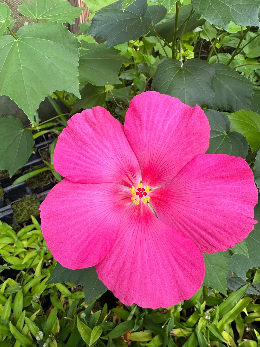 Terri's Pink Wood Rose, Hibiscus Paramutabilis 'rubra', 1 Live