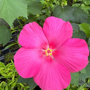 Terri's Pink Wood Rose, Hibiscus paramutabilis 'Rubra', 1 Live plant 2.5” pot. Free shipping on orders 35 dollars or more!