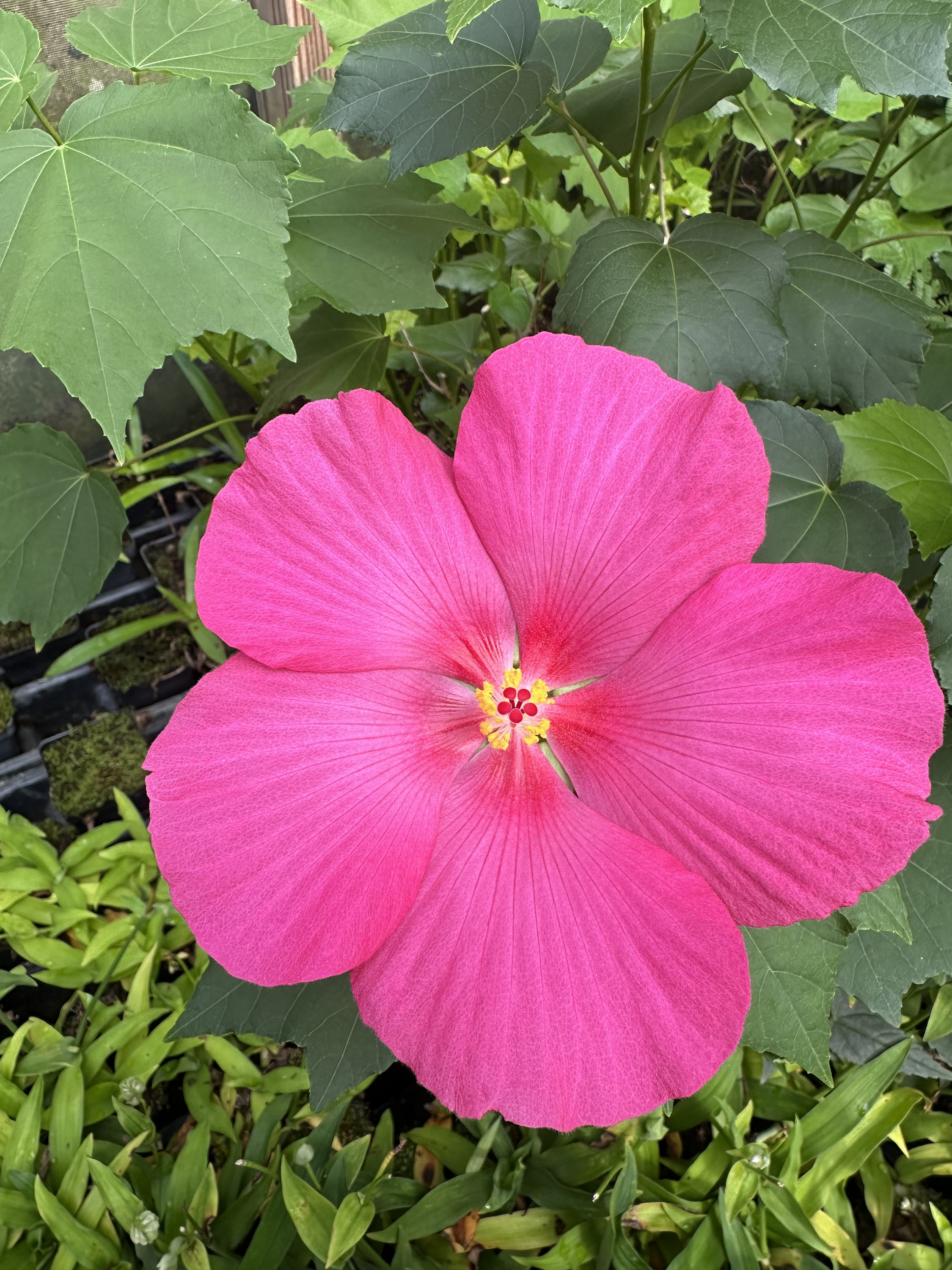 新品未使用REVI Power Rose Booster ローズブースター REVI パワーローズブースター☆新品未開封