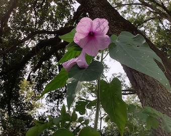 Tree morning glory, Ipomea cornea, 1 Live plant 2.5” pot. Free shipping!