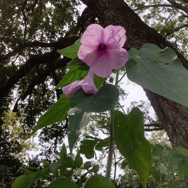 Tree morning glory, Ipomea cornea, 1 Live plant 2.5” pot. Free shipping!