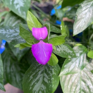 Magenta Plant, La Cam, Dicleptera tinctoria, 1 live plant 2.5” pot, Free shipping on orders 35 dollars or more!