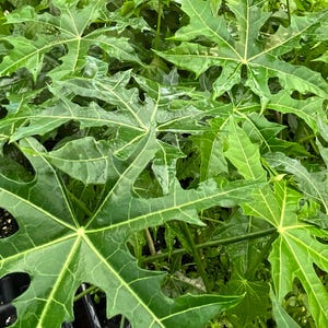 Cut-leaf Chaya, Cut-leaf Mayan Spinach Tree, Cnidoscolus aconitifolius, 1 live plant 2.5” pot, Free shipping on orders 35 dollars or more!