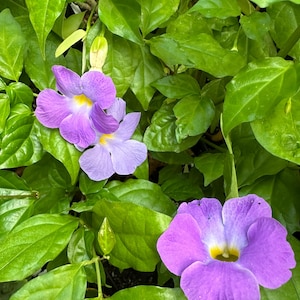 May include: A cluster of vibrant purple flowers with yellow centers surrounded by lush green leaves. The petals are rounded and soft in texture, contrasting with the deep green foliage that fills the frame, creating a dense botanical display.