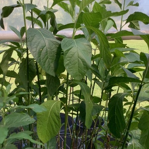 African Bitter Leaf, Veronia amygdalina, 1 Live plant 2.5” pot. Free shipping on orders 35 dollars or more!