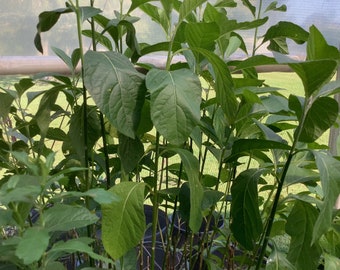 African Bitter Leaf, Veronia amygdalina, 1 Live plant 2.5” pot. Free shipping on orders 35 dollars or more!
