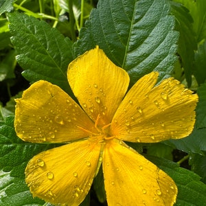 1 plant, Yellow Buttercup, Yellow Alder, Turnera ulmafolia, 1 Live plant 2.5” pot. Free shipping on orders 35 dollars or more!