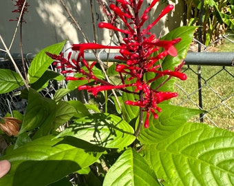 Fire Spike, Odontonema stictum, 1 Live plants 2.5” pot. Free shipping!