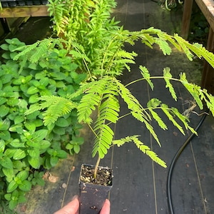 Mimosa Tree, Happy Tree, Albizia julibrissin, 1 Live plant 2.5” pot. Free shipping!