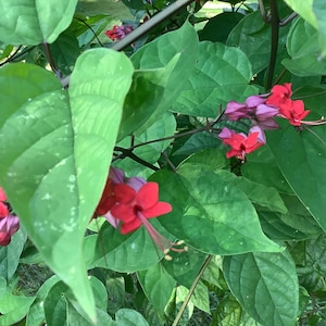 Pink Bleeding Heart Vine, Cleodendrum thomsoniae, 1 Live plant 2.5” pot. Free shipping on orders 35 dollars or more!