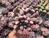 Echeveria 39 Topsy Debbi 39 , 4inch Succulent Plants , Rare Succulent
