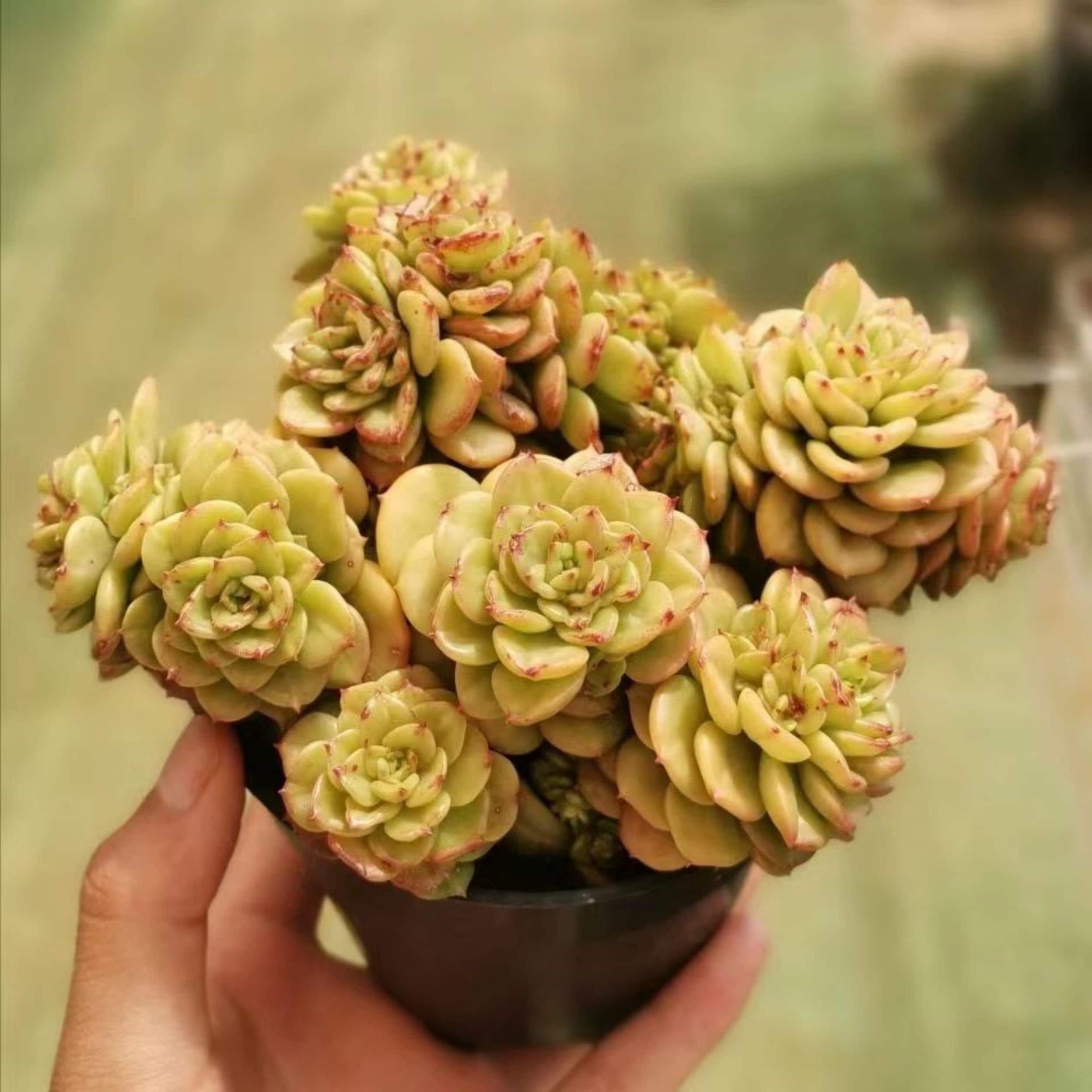 Echeveria rolly/ Sedeveria Rolly 4inch Succulent Plants - Etsy