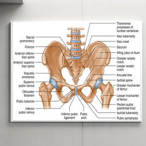 Könnte beinhalten: Anatomische Illustration des menschlichen Beckens, die die Knochen und beschriftete anatomische Merkmale zeigt. Das Bild ist eine detaillierte medizinische Darstellung mit Beschriftungen wie "Sacrum", "Crista iliaca" und "Ischiasstachel".