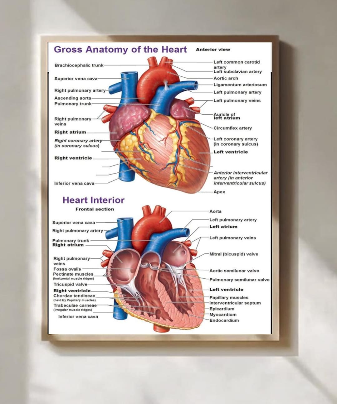 Heart Anatomy Poster Art Educational Medical Wall Print - Etsy