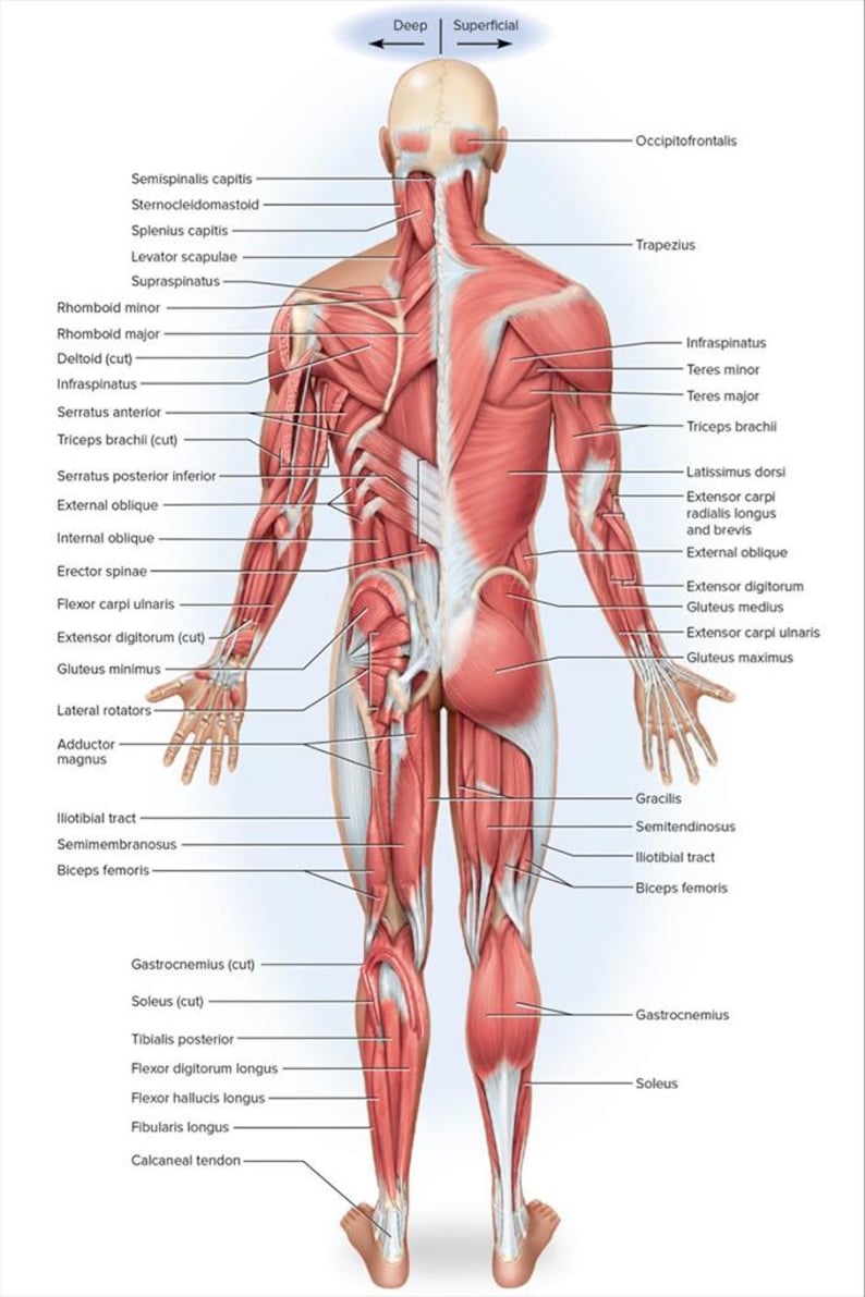 Back Muscle Anatomy Poster Human Body Medical Illustration Wall Art ...