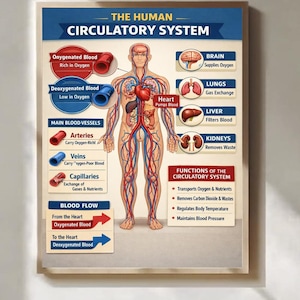Könnte beinhalten: Lehrreiches Poster mit dem Titel "Das menschliche Kreislaufsystem" mit einer Abbildung des menschlichen Körpers. Das Poster veranschaulicht den Blutfluss, die wichtigsten Blutgefäße und die Funktionen des Kreislaufsystems. Wichtige Organe wie Herz, Gehirn, Lunge, Leber und Nieren sind hervorgehoben.