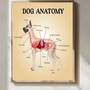 Pode incluir: Uma impressão emoldurada intitulada "DOG ANATOMY" apresenta uma ilustração detalhada dos órgãos internos de um cão. As partes rotuladas incluem o cérebro, o coração, os pulmões e os intestinos. O cão é retratado em pé contra um fundo bege.