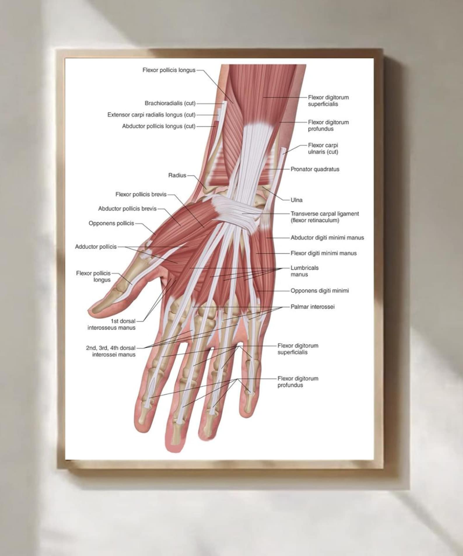 Human Hand Muscle Chart Medical Poster Anatomy Wall Decor - Etsy