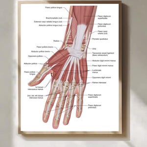 Könnte beinhalten: Anatomiedruck einer Hand, der Muskeln und Knochen zeigt. Beschriftet mit anatomischen Begriffen wie "Flexor pollicis longus" und "Lumbricals manus." Der Druck ist in einem hellbraunen Holzrahmen gerahmt, geeignet für Bildungs- oder medizinische Einrichtungen.