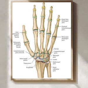 Hand Anatomy Poster Educational Wall Art Human Bone Structure Medical Study Chart Print