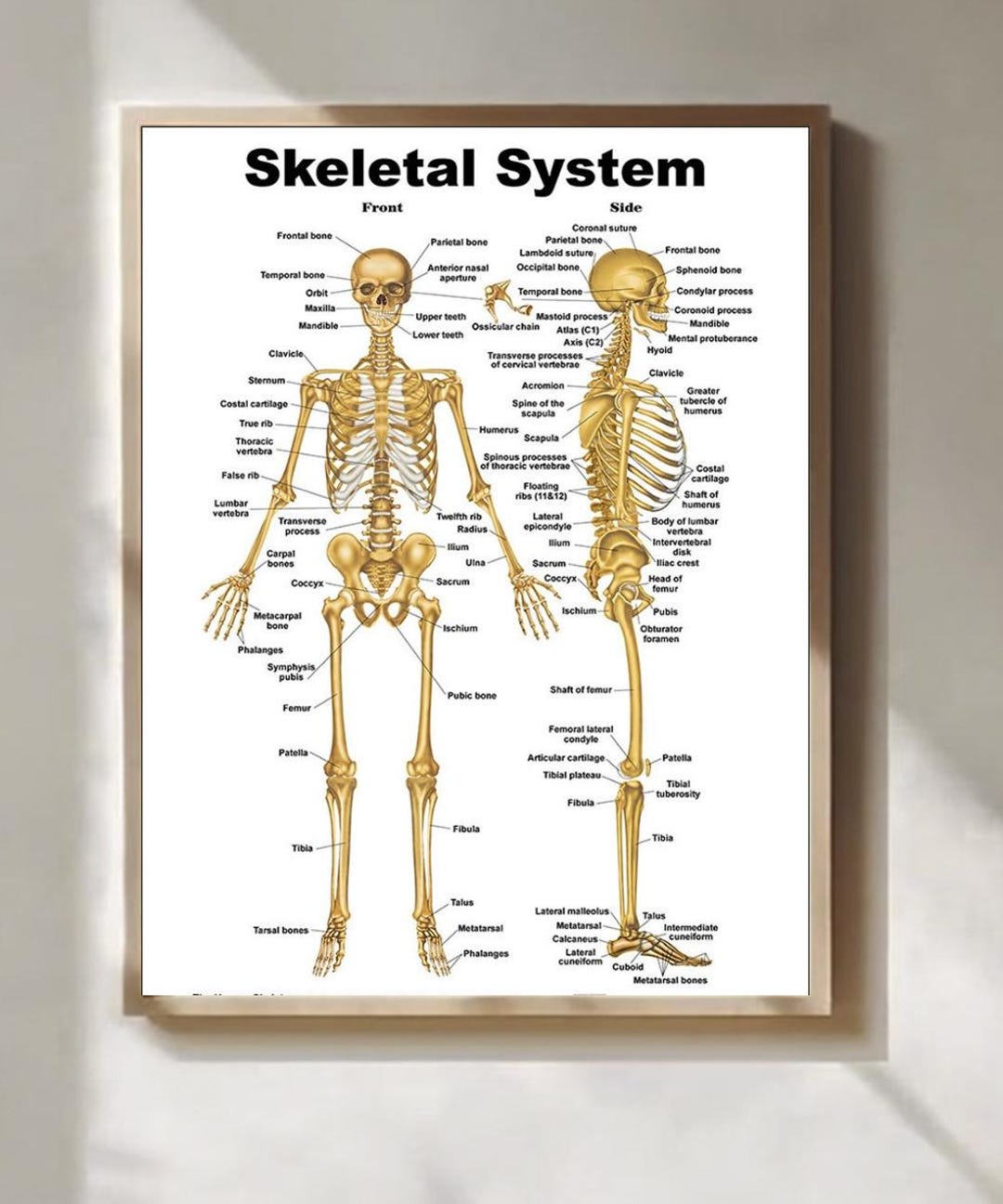 Human Skeleton Poster Anatomy Chart Print Skeleton Anatomy Chart Poster ...